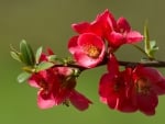 Quince blossom