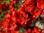 Quince blossom