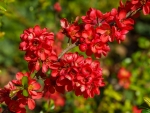 Quince blossom