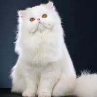 White fluffy cat