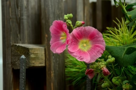 Mallow - flowers, nature, mallow, photography, gardens, pink