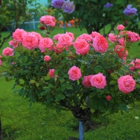 Rose tree