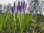 Crocus Buds