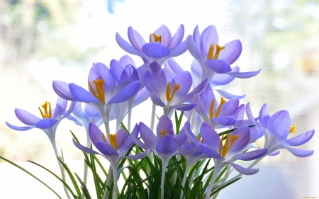 Crocuses