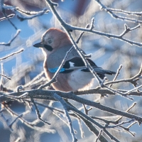 Bird in Frost