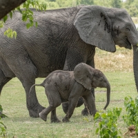 Mom and Baby Passing By