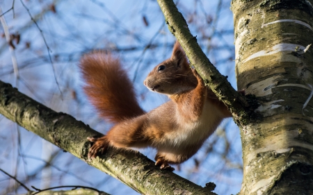 Squirrel - animal, squirrel, tree, veverita