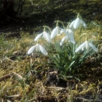 Snowdrop beautiful flowers