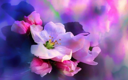 Cherry Blossom - flowers, blossoms, Spring, digital art, Cherry blossom tree