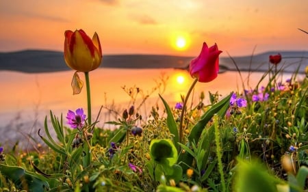 Tulips at the sunset - river, flower, sunset, tulip