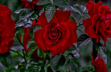 Red Roses - bush, branches, Red, leaves, Roses