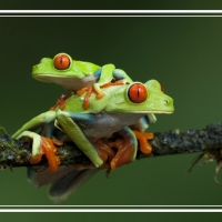 RED EYED TREE FROGS