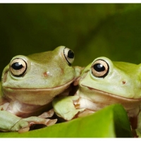 GREEN TREE FROGS