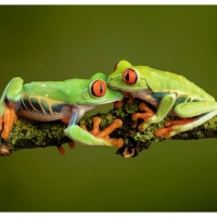 LOVELY FROGS