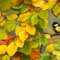 Great Tit