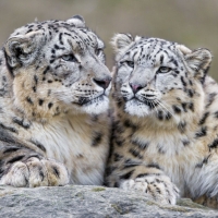 Snow leopards