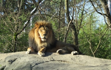 King of the Rock - Lion, king of the jungle, king, proud lion