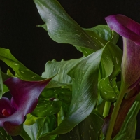 Purple Calla