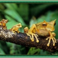 FROGS ON A BRANCH