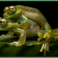 MATING FROGS