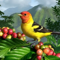 Bird and fruits