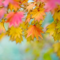 Autumn leaves