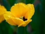 Yellow tulip