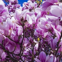 Magnolia