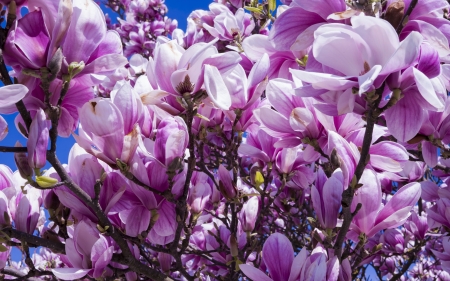 Magnolia - primavara, magnolia, spring, flower