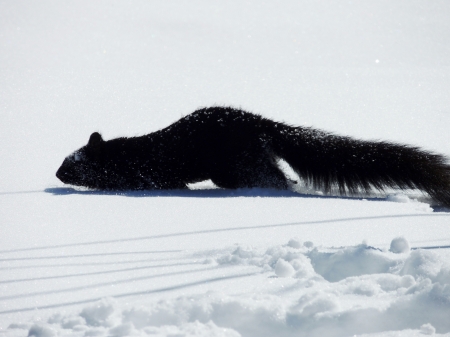 Searching For Food - Snow, Winter, Animal, Photography, Squirrel