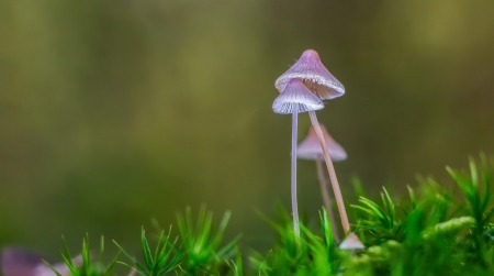 Mushrooms - mushroom, green, macro, mini, grass, ciupercute, pink