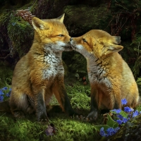 Foxlings In The Woods