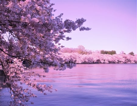 Cherry blossoms - flowers, lake, pink, sky