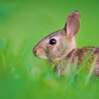 Baby hare