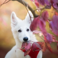 Swiss Shepherd Dog