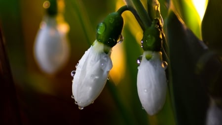 Snowdrops - yellow, snowdrops, spring, flower, theo crazzolara, ghiocei, primavara, white, green, water drops