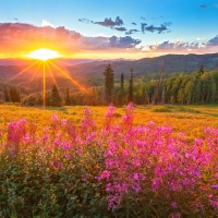 Wildflower sunset