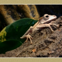 FROG ON A LOG