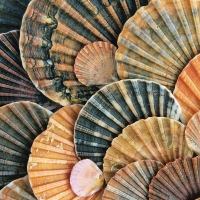 Shells