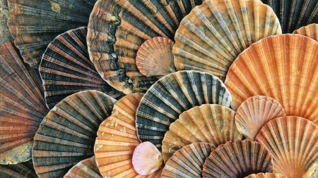 Shells - shell, skin, summer, texture, vara