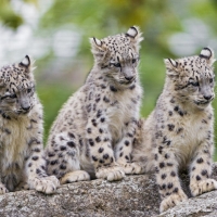 Cute snow leopard cubs