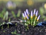 Crocus Buds