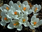 White Crocuses