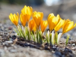 Yellow Crocuses