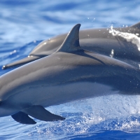 Lovely dolphins