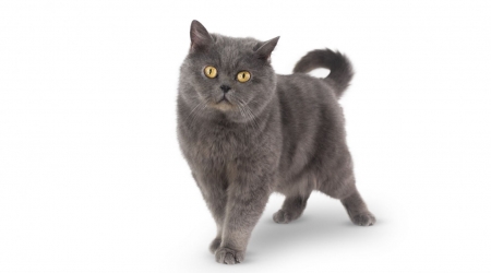 Grey shorthair cat - animals, cat, cats, cute, grey shorthair cat, pets, wallpaper