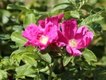 Wild Roses