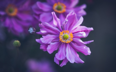 Anemones - anemone, purple, pink, flower, orange, macro