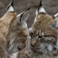 Cute lynx couple