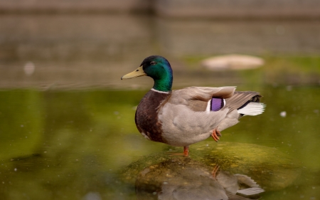 Duck - animal, bird, duck, water